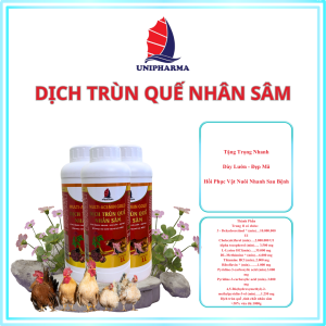 DỊCH TRÙN QUÊ NHÂN SÂM